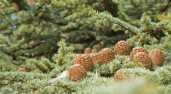 Кедровые шишки (Deodar Cedar, Falayan Cedar, или Deodar) ) — стоковое фото