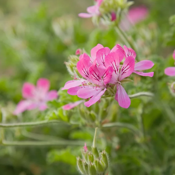 ピンク色の庭のゼラニウム — ストック写真