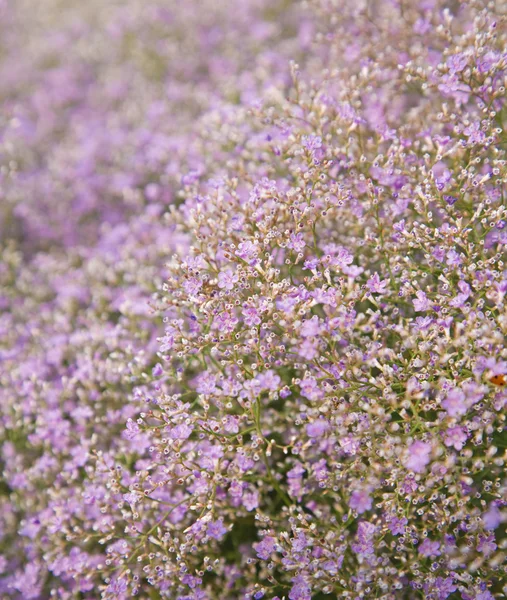 Stock image Pale lilac limonium, background