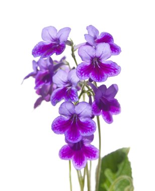 Mor-Lila streptpcarpus (cape primrose, Menekşe başını sallayarak), isol