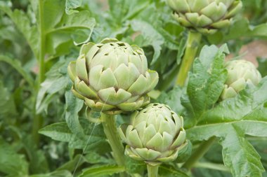 Büyüyen enginar (Cynara cardunculus )