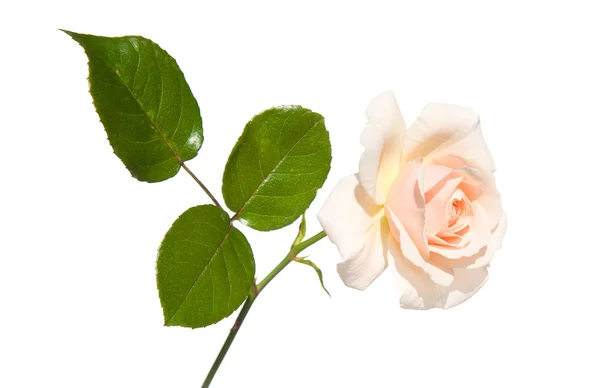 Enkele lichte zalm gekleurde rose, geïsoleerd op wit — Stockfoto
