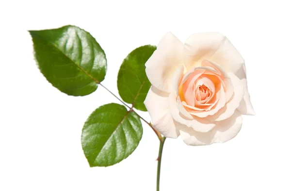 Enkele lichte zalm gekleurde rose, geïsoleerd op wit — Stockfoto
