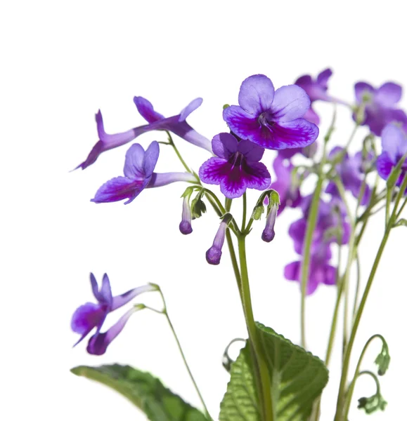 Purple-lilac Streptpcarpus (Cape Primrose, nodding violet), isol — Stock Photo, Image