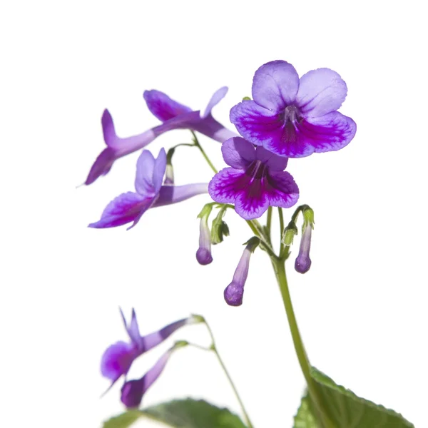 Фиолетовый лиловый streptpcarpus (мыс примулы, кивая фиолетовый), изол — стоковое фото