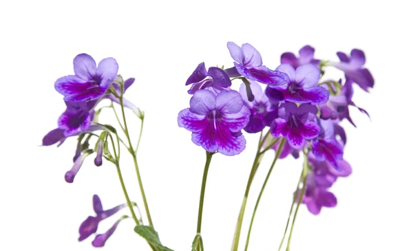 Lila-lila streptpcarpus (cape primrose, nickande violett), isol — Stockfoto