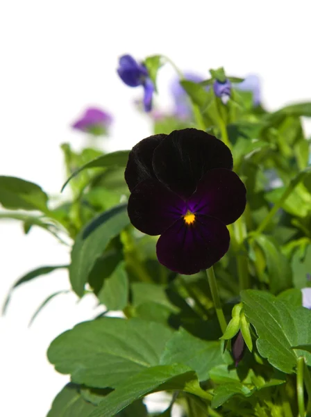 Dark purple garden viola — Stock Photo, Image