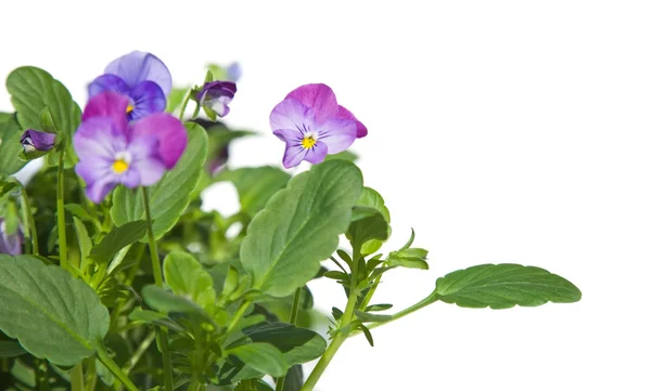 Světle fialové zahradní viola — Stock fotografie