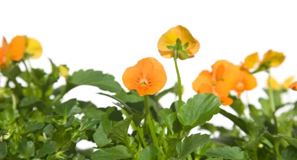 Onderrand van fel oranje tuin altviool — Stockfoto