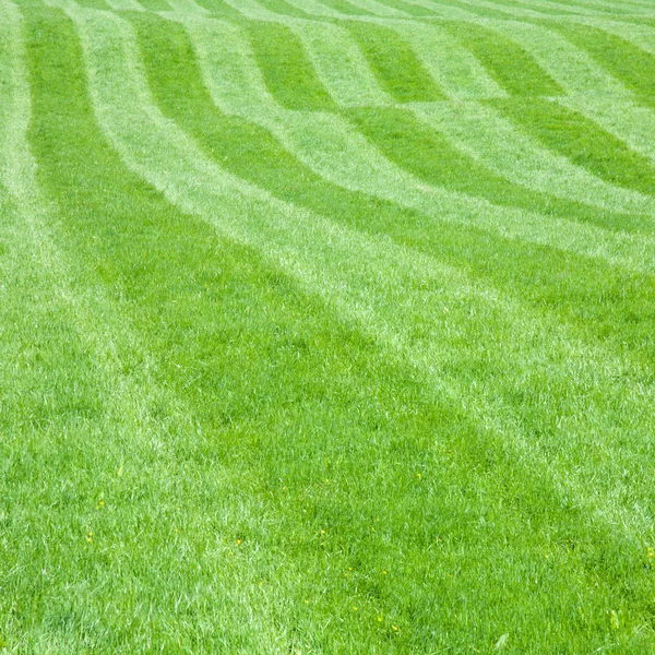 Pagórkowaty trawnik — Zdjęcie stockowe