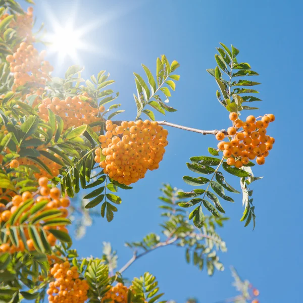 Klastry jagoda Jarzębina jasny pomarańczowy przeciw błękitne niebo, blask słońca — Zdjęcie stockowe