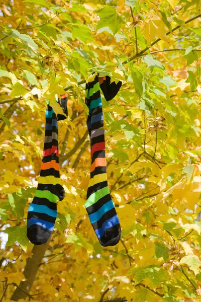 stock image Autumn socks,