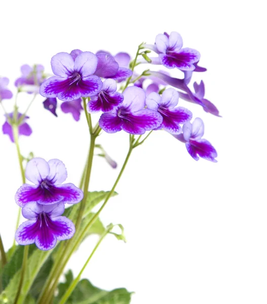 Streptocarpus lilas-violet — Photo