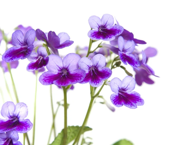紫色丁香 streptocarpus — 图库照片