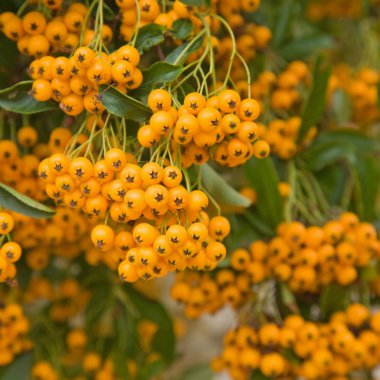 Firethorn (Pyracantha) berries clusters clipart