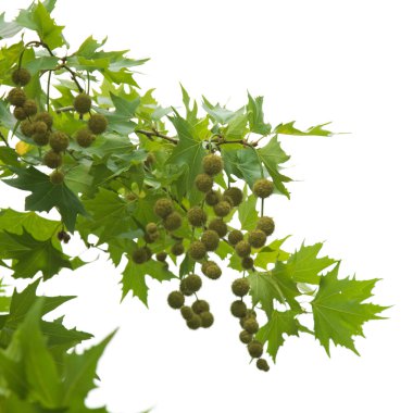 Plane (Platanus) Tree branch, isolated on white clipart