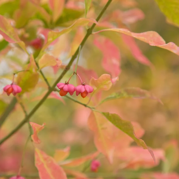 Plody rostlin podzim Brslen (vřeteno) — Stock fotografie