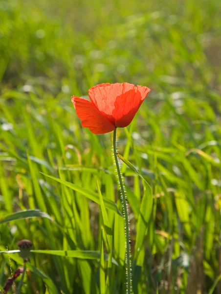 Single bright red poppy in a green filed