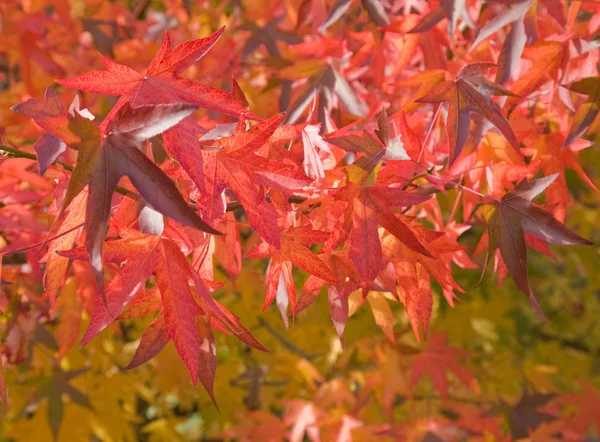 Jasny czerwony autumn odchodzi — Zdjęcie stockowe