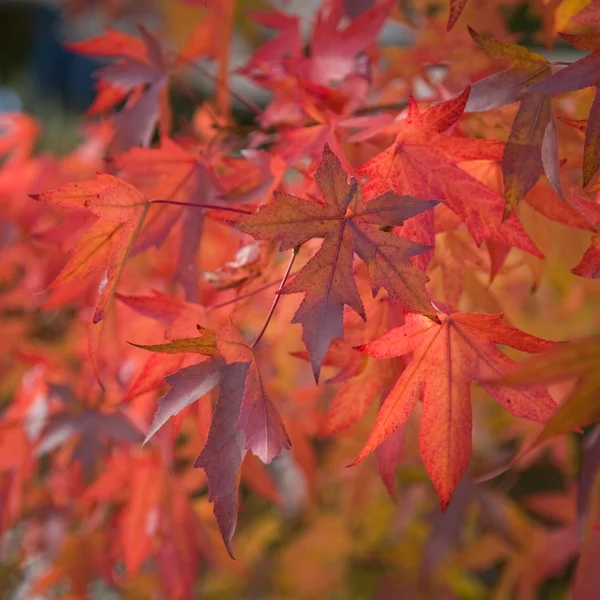 Feuilles d'automne rouge vif — Photo
