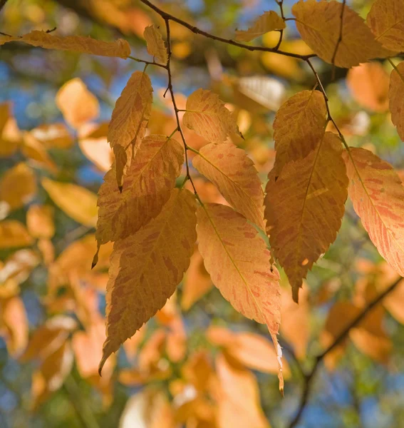 Zelkova serrata (Keyaki) podzimní listí — Stock fotografie