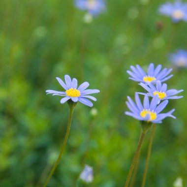 Felicia amelloides (Blue Marguerite, Kingfisher Daisy) clipart