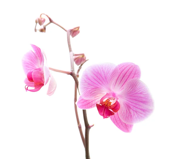 Orquídea de falaenopsis listrada rosa isolada em branco — Fotografia de Stock