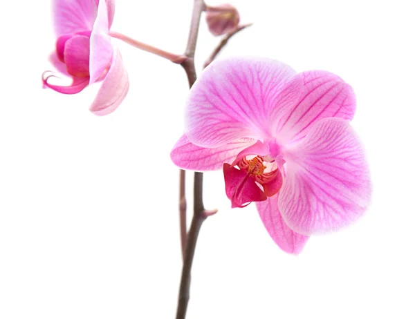 Orquídea phalaenopsis estriada rosa aislada en blanco — Foto de Stock
