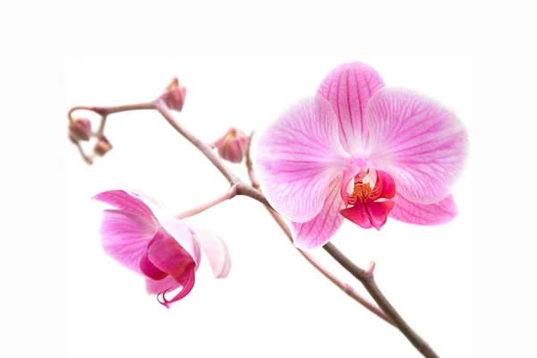 Orchidea phalaenopsis a strisce rosa isolata su bianco — Foto Stock