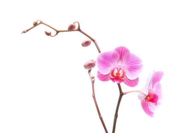 Розовая полосатая фаленопсисовая орхидея, изолированная на белом — стоковое фото