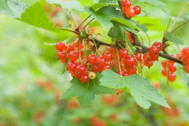 Olgun somun (Ribes rubrum)