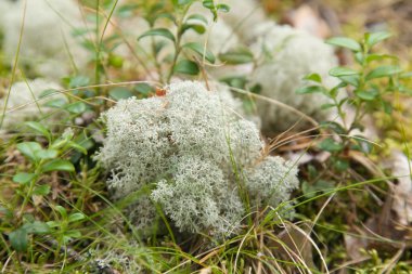 Clump of Cladonia rangiferina,(Reindeer lichen, Reindeer moss ,Caribou moss clipart