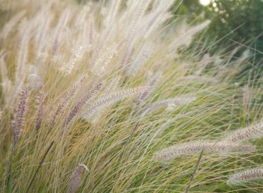 Pennisetum setaceum, Fountain grass clipart