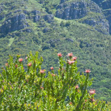 Çiçekli Protea aurea (uzun-bud sugarbush)