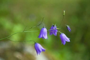 Harebells (Harebell (çan çiçeği rotundifolia)