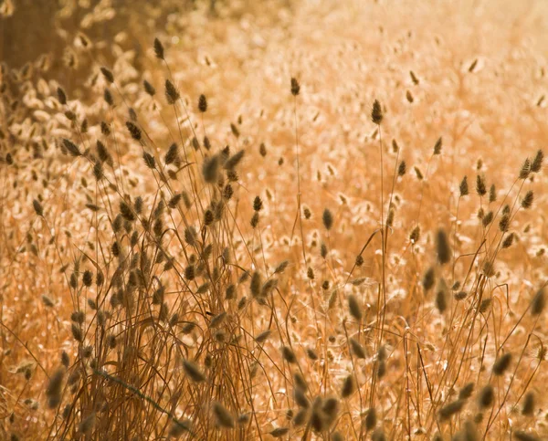Přírodní pozadí krásné zlaté suché trávy. částečně v — Stock fotografie