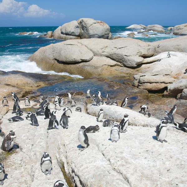 Colony of african penguins (Spheniscus demersus; also known as t — Stock Photo, Image