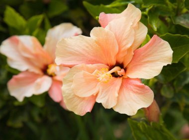 Salmon-colored hibiscus flower clipart