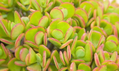 Background of red-edged crassula leaves clipart