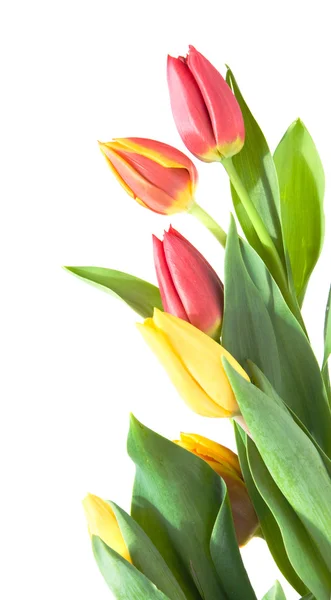 Border of yellow, variegated and red tulips isolated on white — Stock Photo, Image