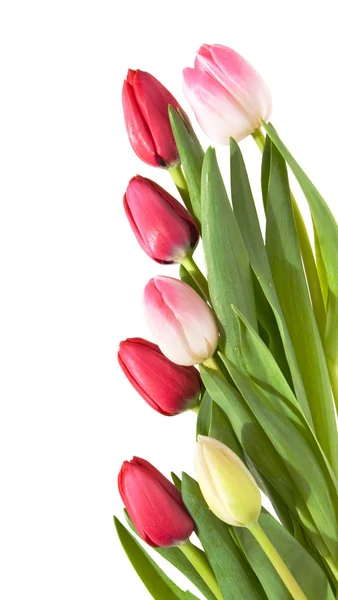 Border of pink, white and red tulips isolated on white — Stock Photo, Image