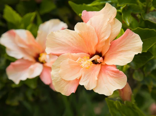 Lachsfarbene Hibiskusblüte — Stockfoto