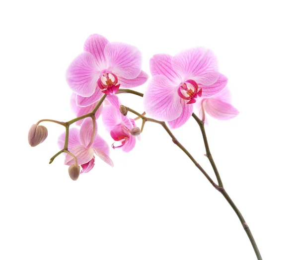 在白色上分离的粉红条状花序兰花; — 图库照片
