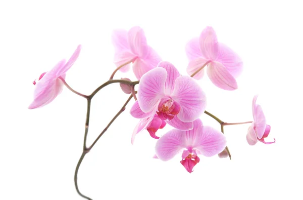 Rosa gestreifte Phalaenopsis-Orchidee isoliert auf weiß; — Stockfoto