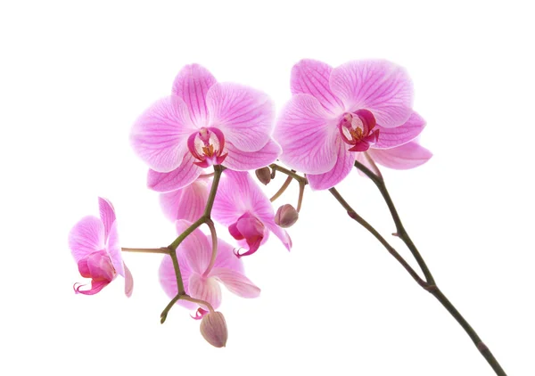 在白色上分离的粉红条状花序兰花; — 图库照片