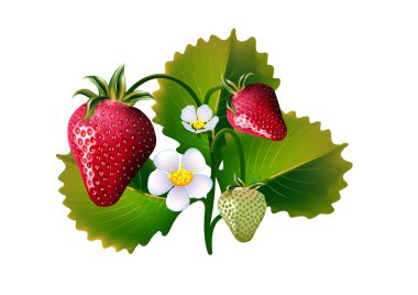 Strawberry clipart