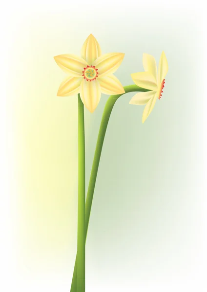 Narcisse fleur — Image vectorielle