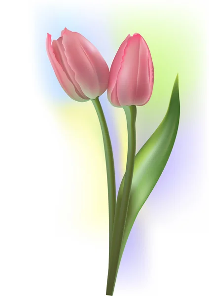 Fleurs de tulipes — Image vectorielle