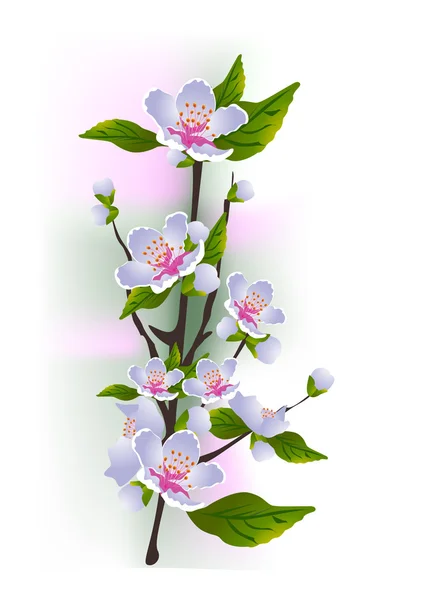 Fleur de cerise — Image vectorielle