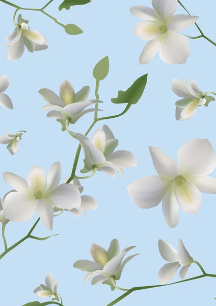 Orkide, çiçek, — Stok Vektör